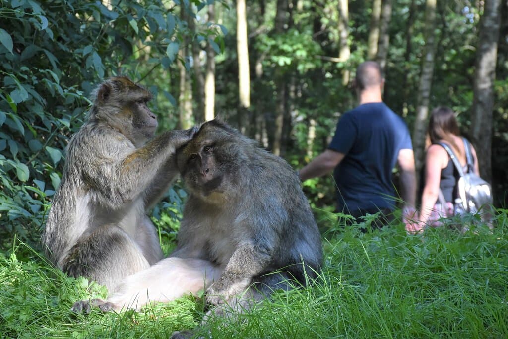 Natural Setting - Visitors greeted with fantastic opportunity to see wild animals
