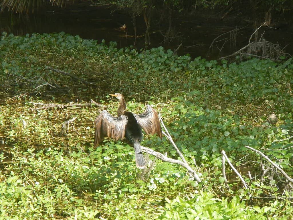 Alligator Spotting