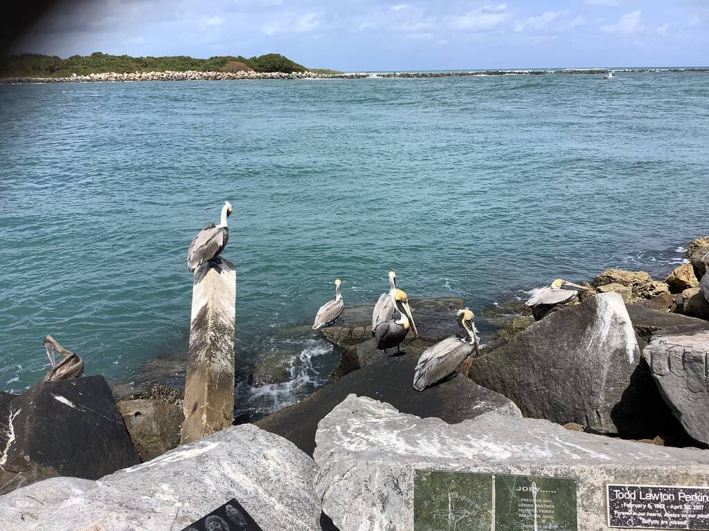 Dolphin & Manatee Sightings