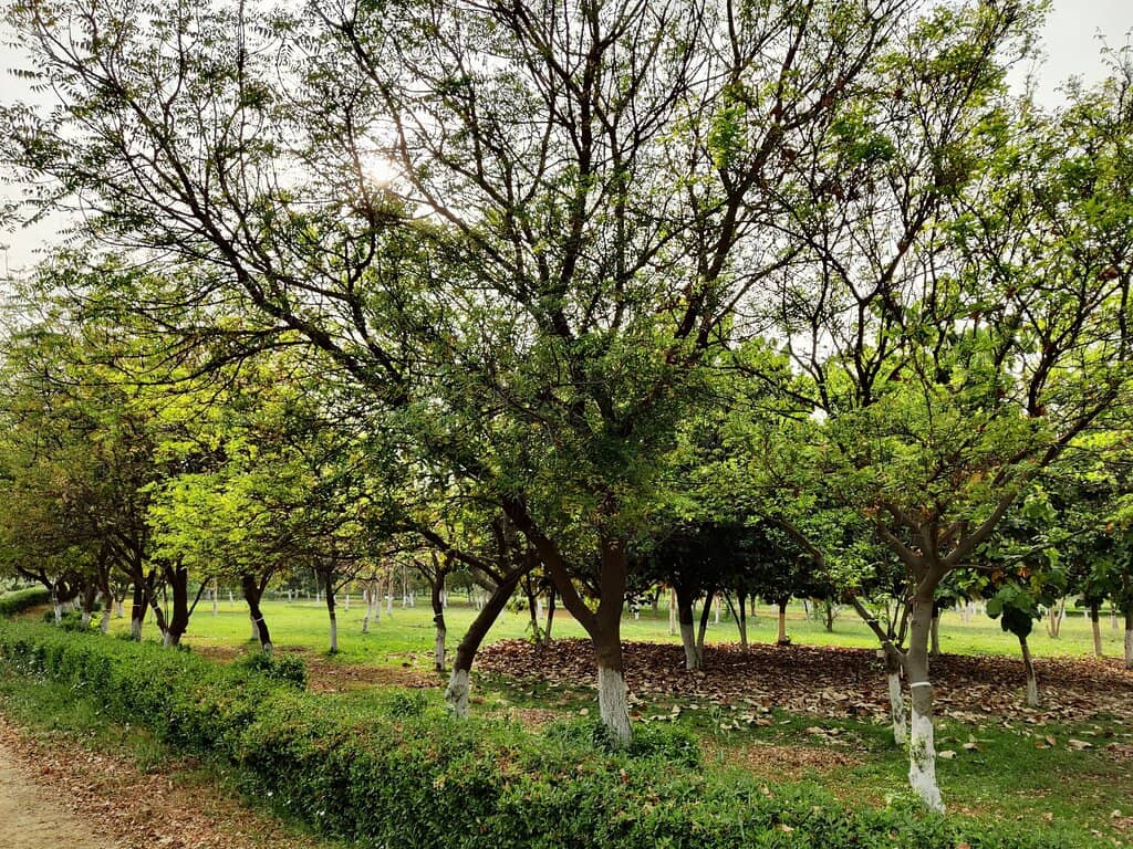Bonsai Garden
