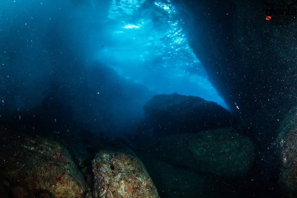 Manta Ray Encounters