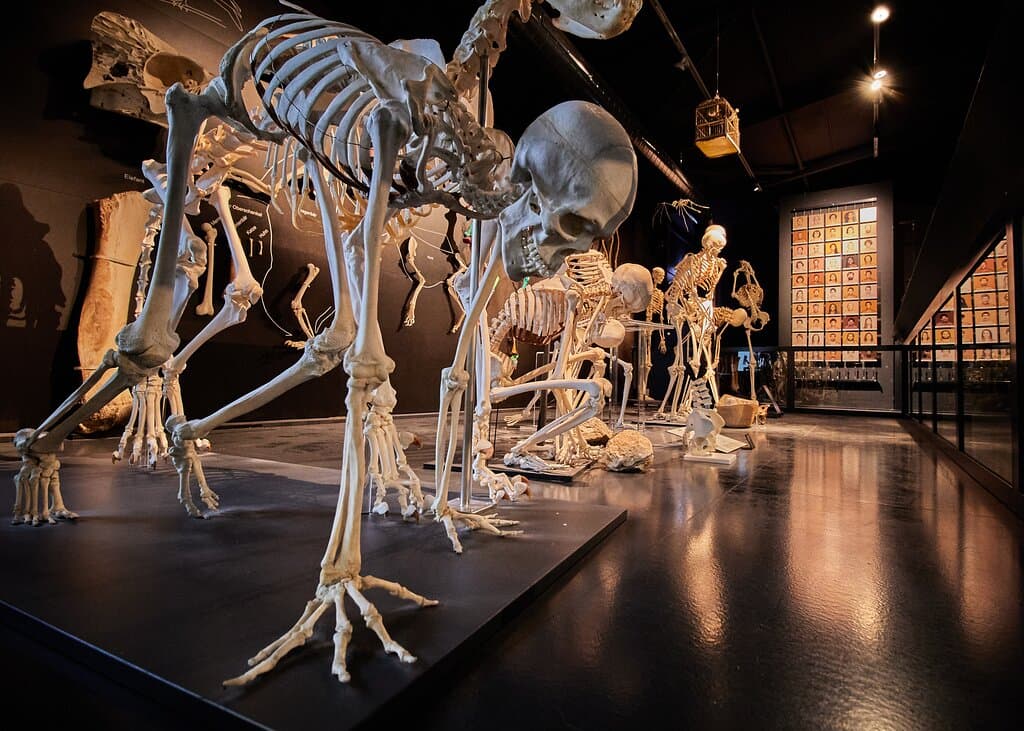 Dauerausstellung «Wer wir sind»
(c)Kulturama