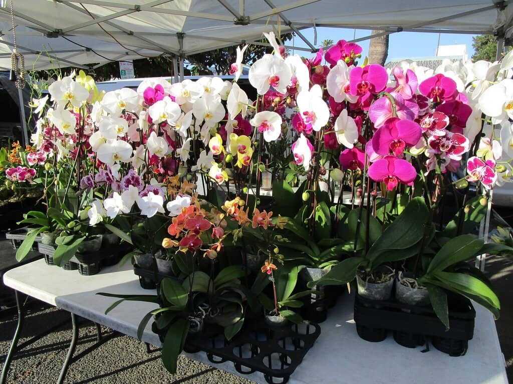 Live Music & Local Crafts