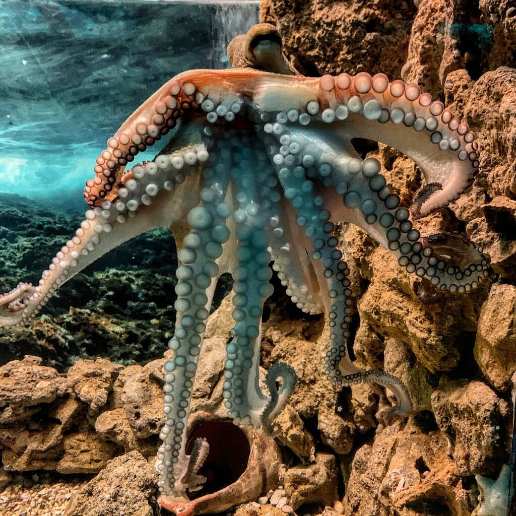 octopus