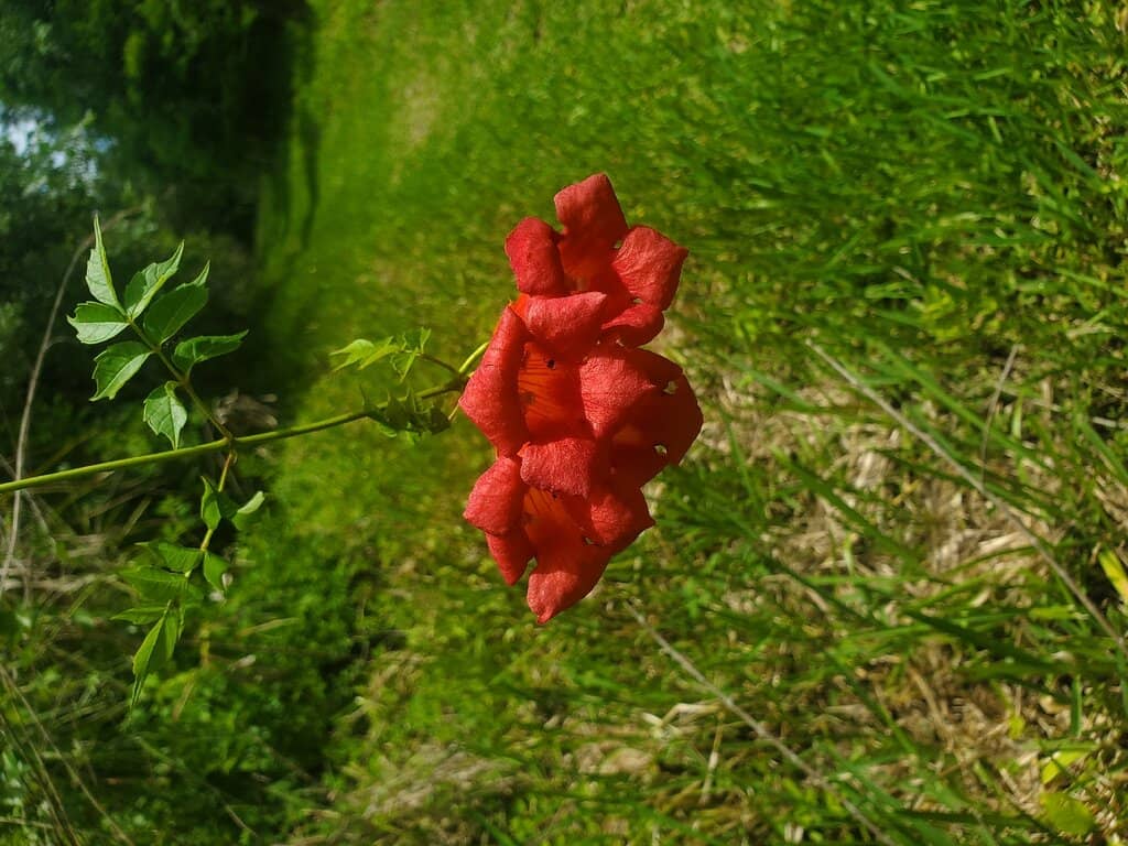 Nature Journaling Opportunities