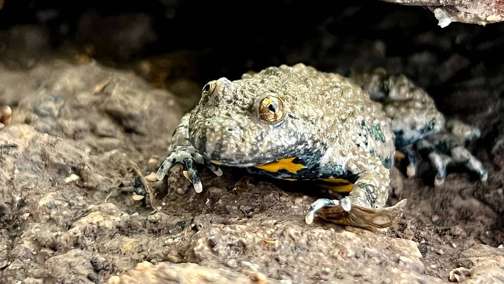Stalactites and Stalagmites