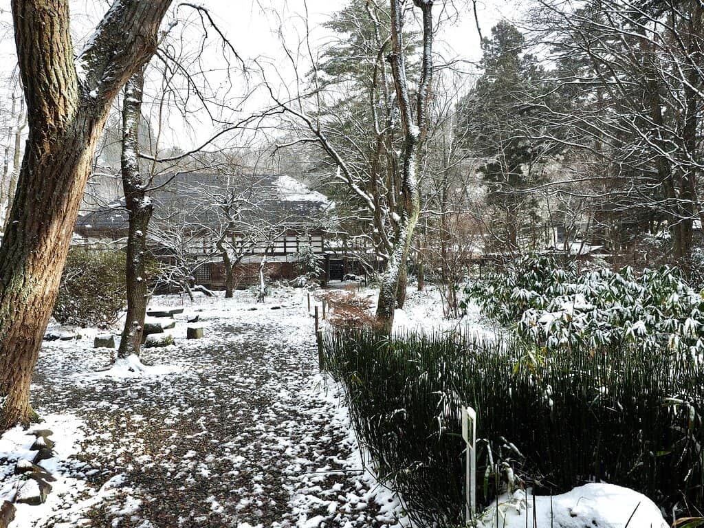 Weeping Cherry Blossoms