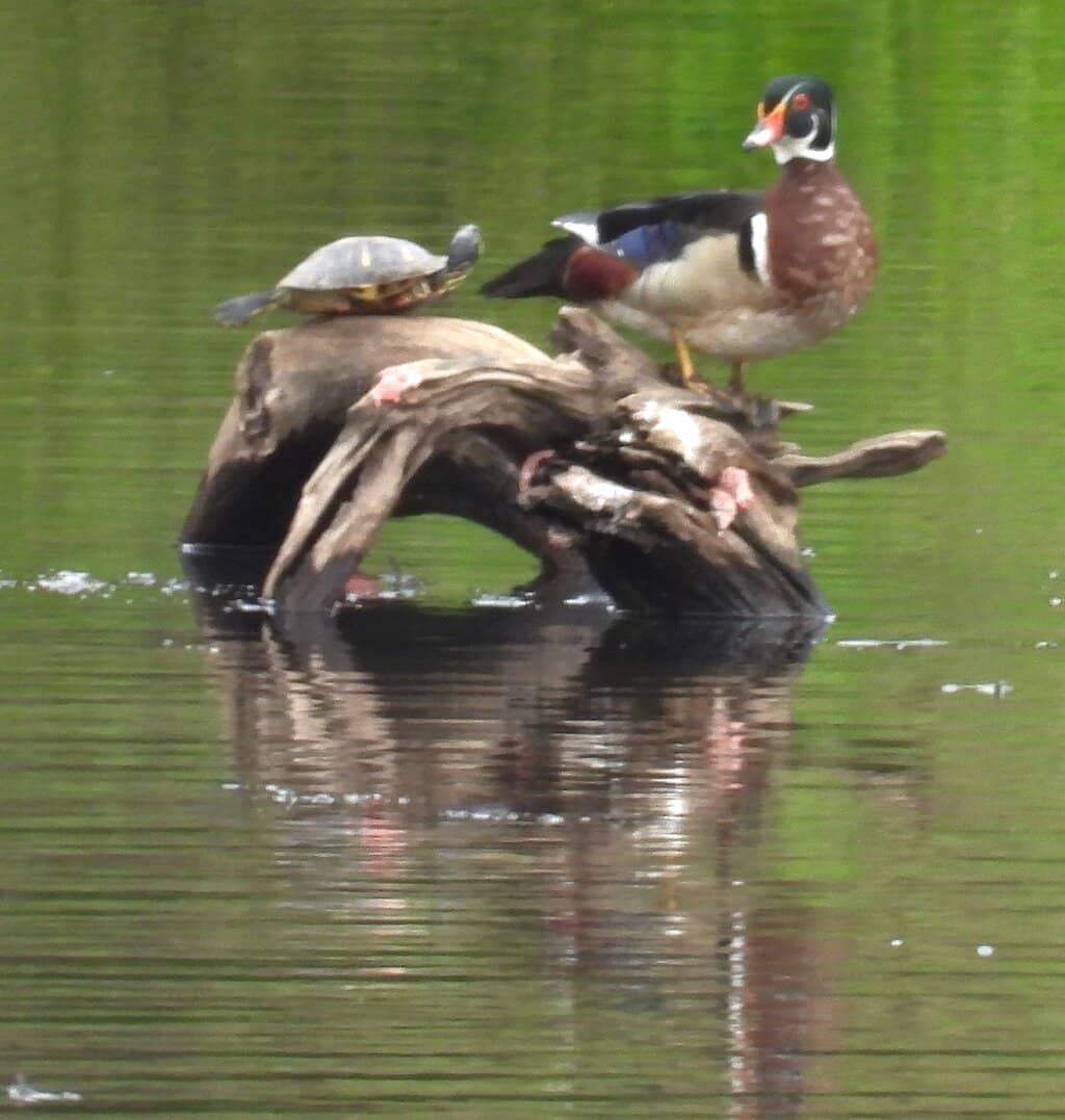 Wildlife Viewing