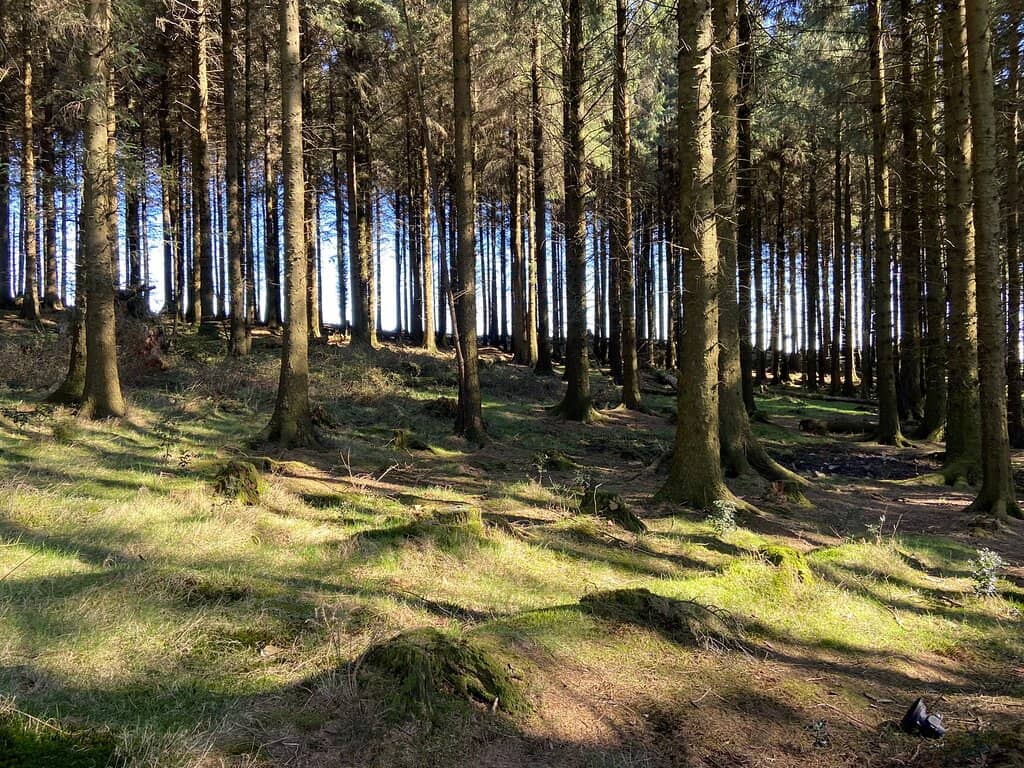 Cwmcarn Forest Drive