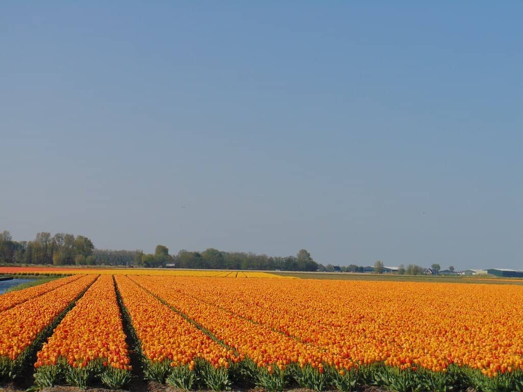 Beautiful Tulip Varieties