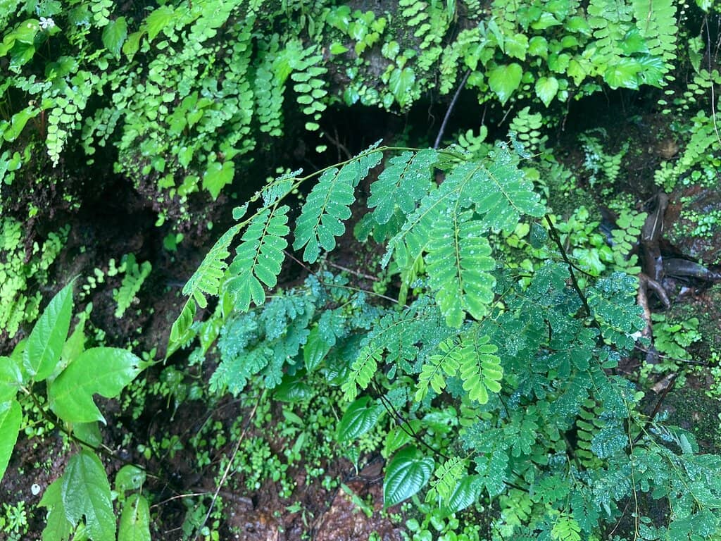 Lush Greenery