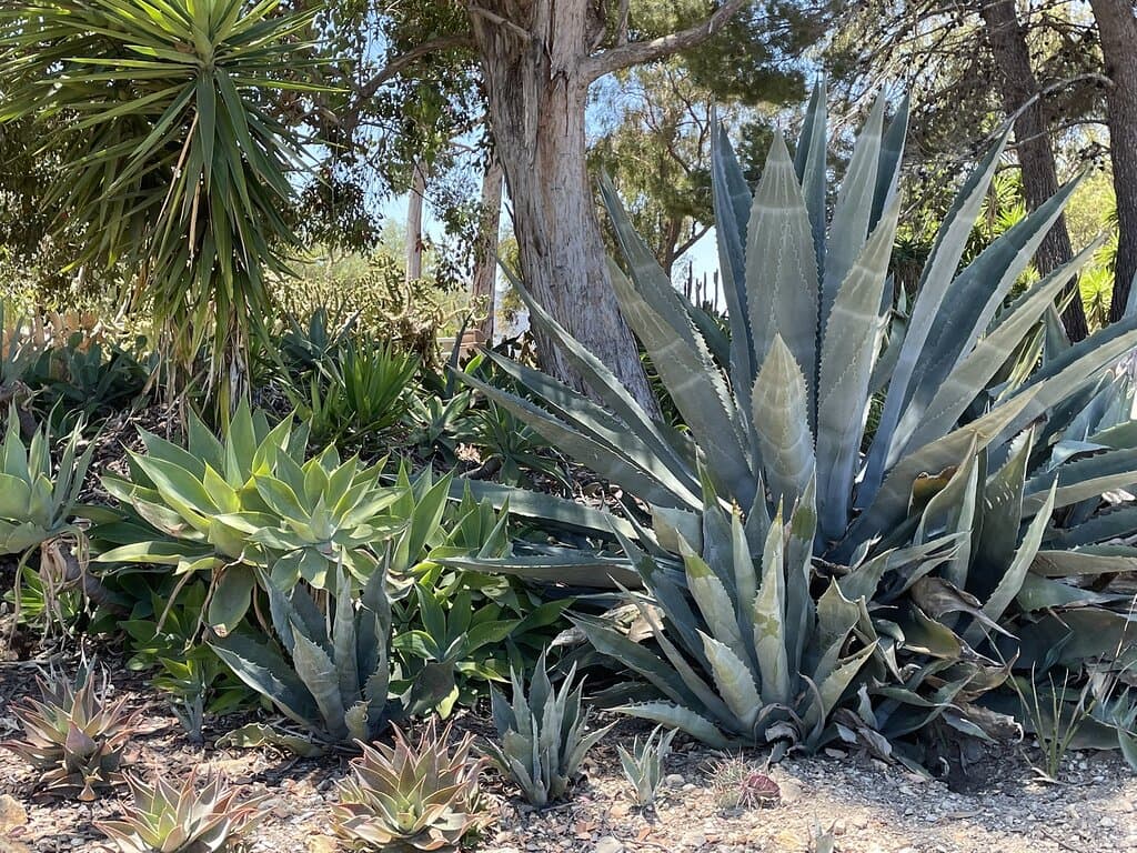 Conejo Valley Botanic Garden