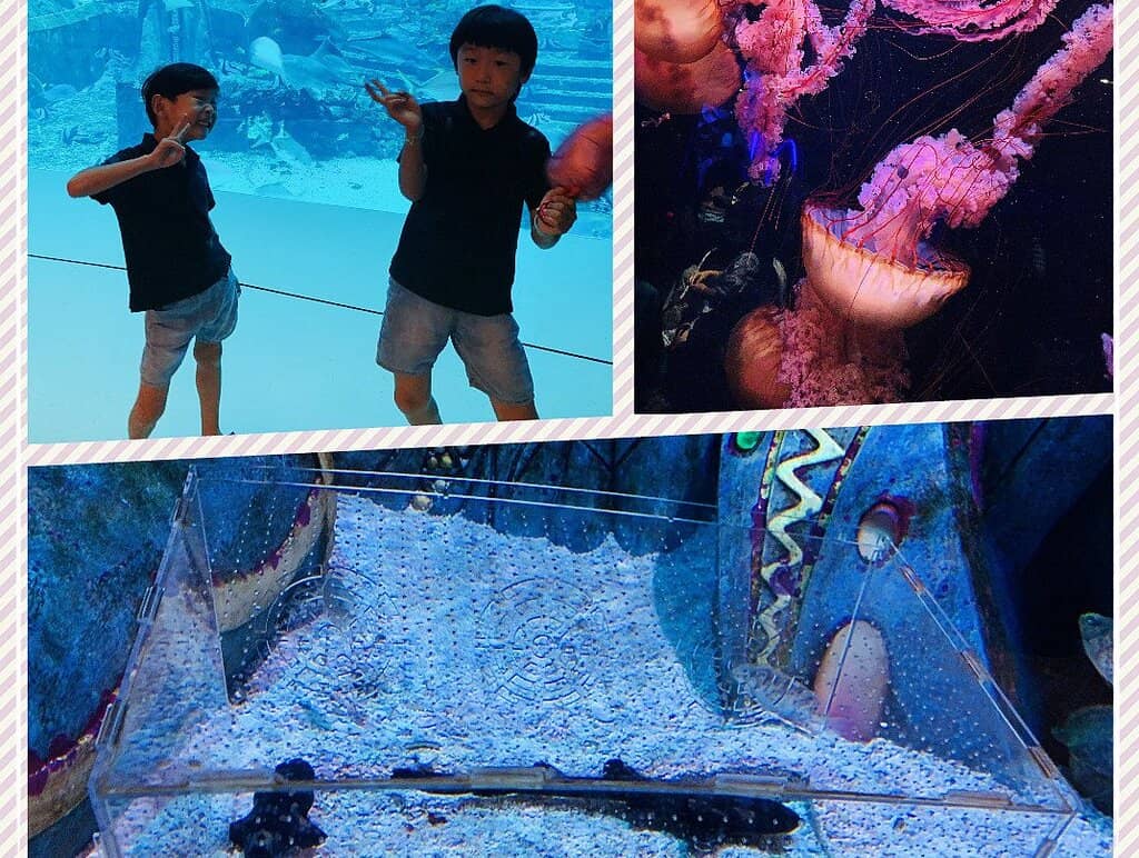 The Lost Chambers Aquarium