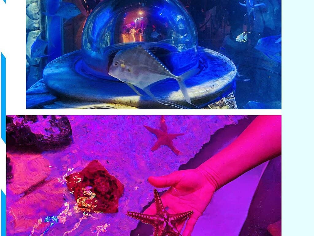 Mermaid Performances