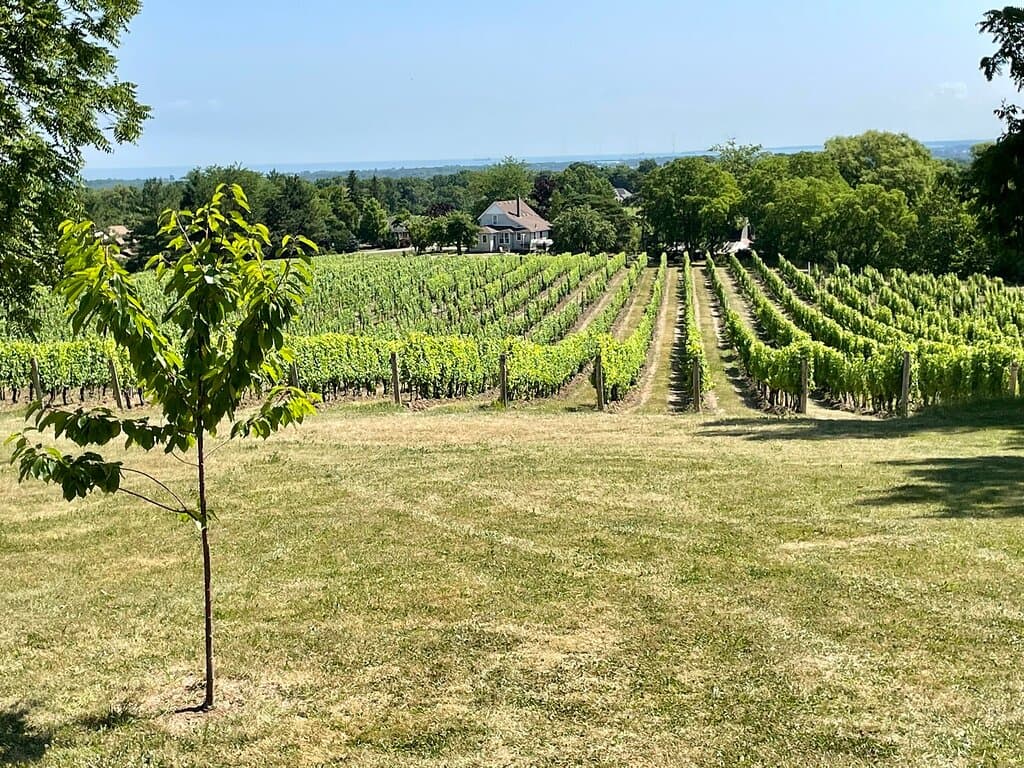 Organized Crime Winery