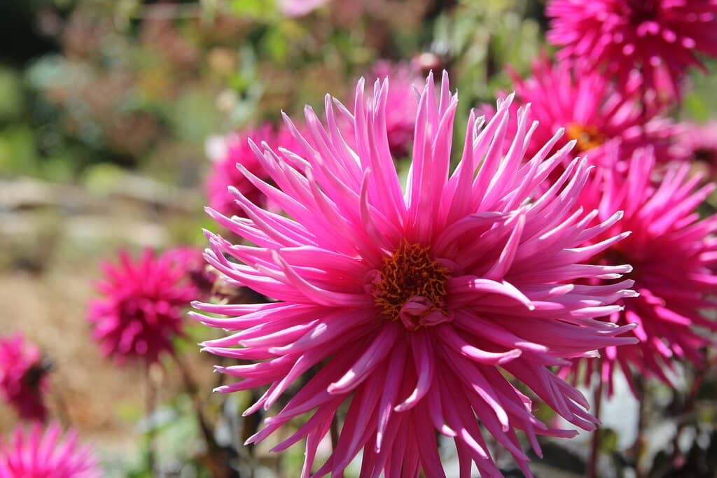 Seasonal Blooms
