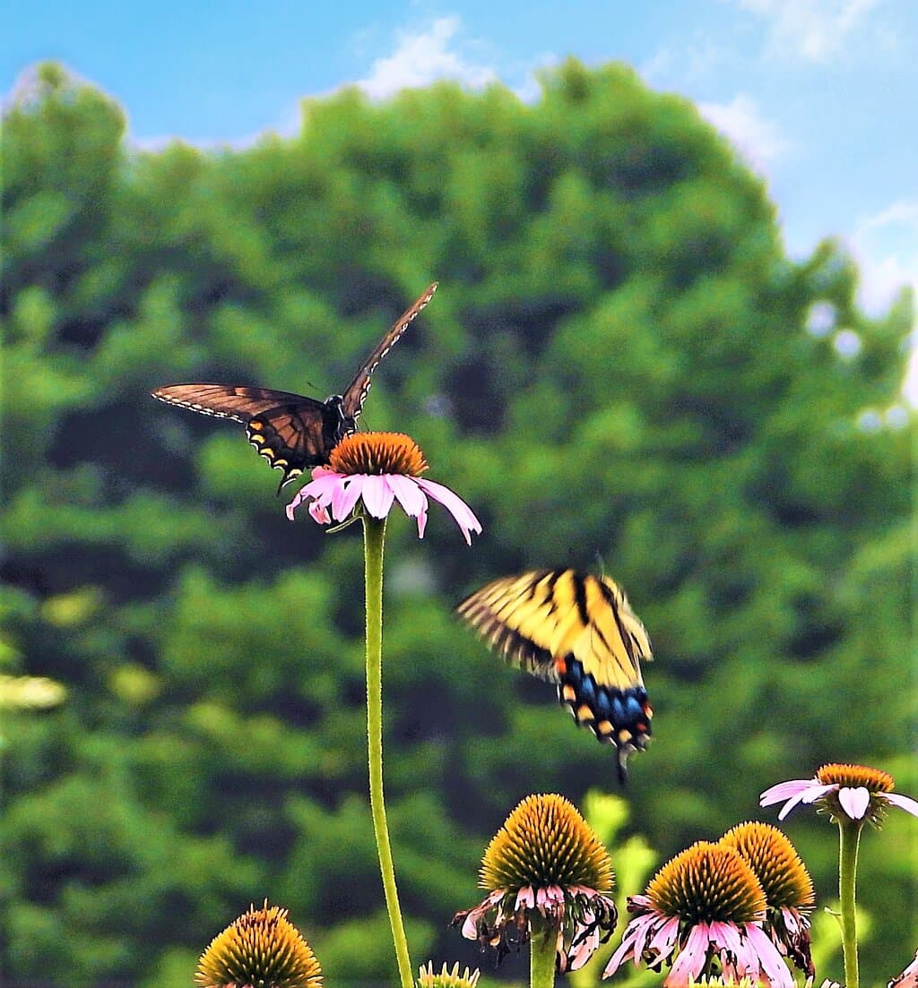 Brandywine Creek State Park