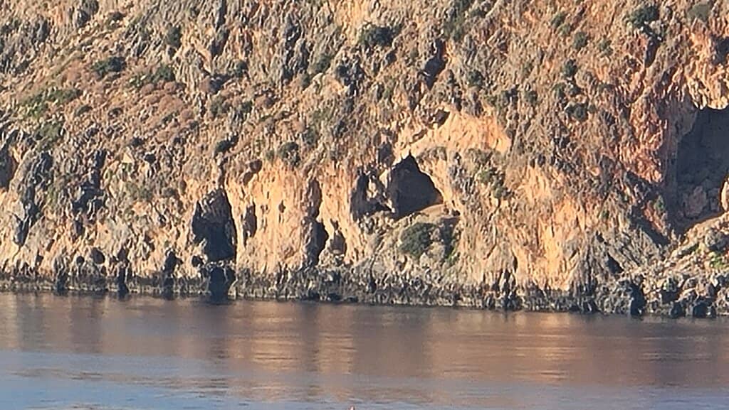 Kri-Kri Goats