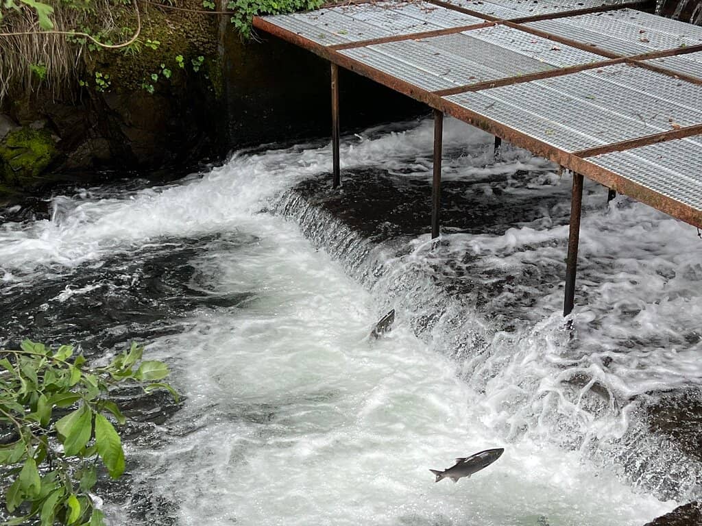 Salmon Leap Spectacle