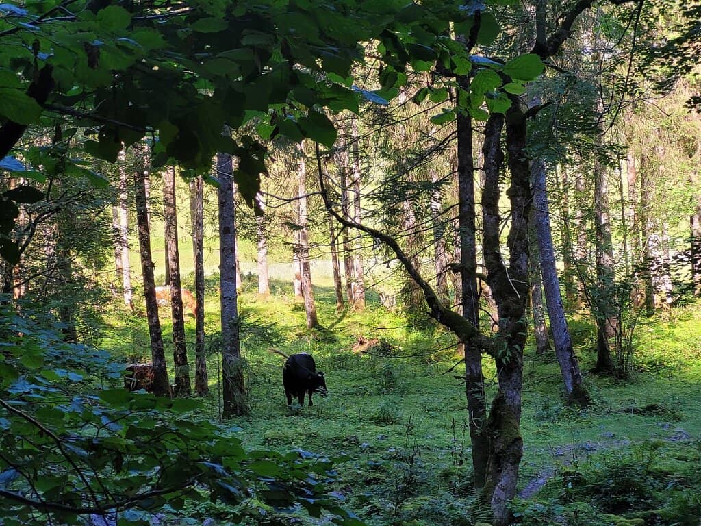 Obersee Walk