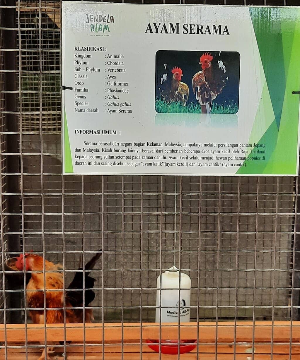 Animal Feeding Encounters