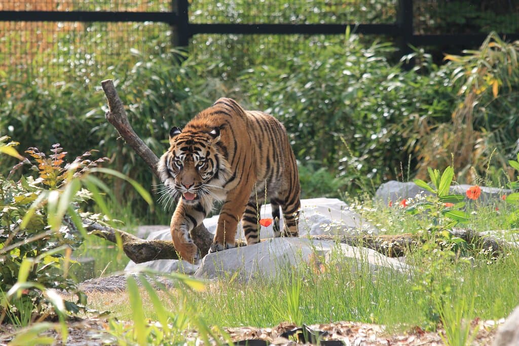 Tigre de Sumatra au Zoo d'Amiens (Panthera tigris sumatrae)
