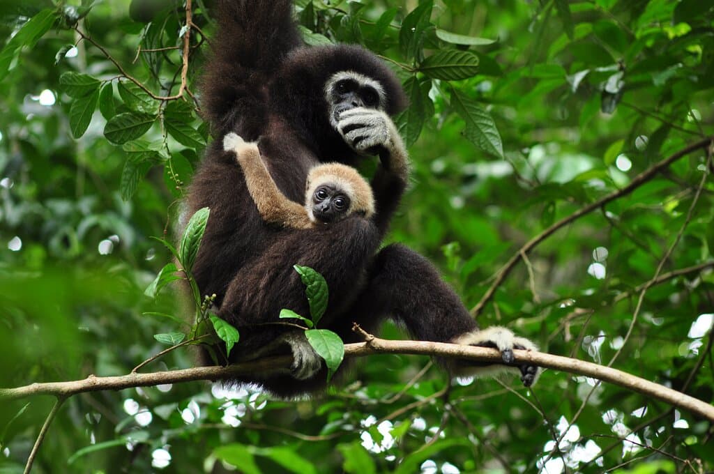 Successful released gibbons