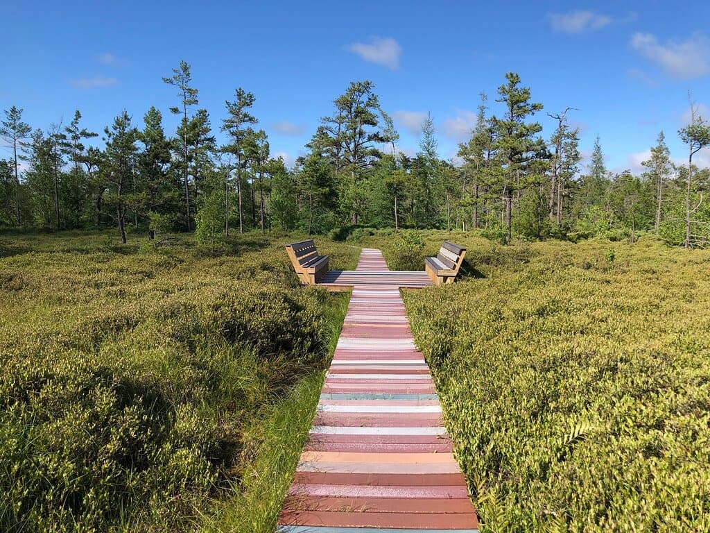 Saco Heath Preserve