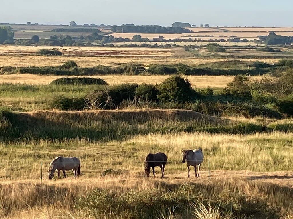 Wildlife Spotting