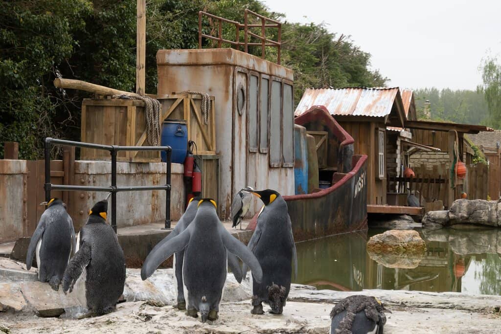Penguin Paradise