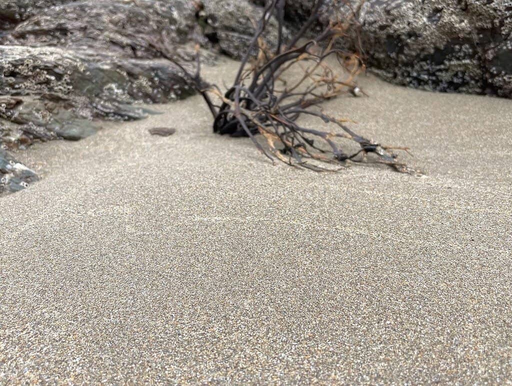 Tidal Pools & Marine Life