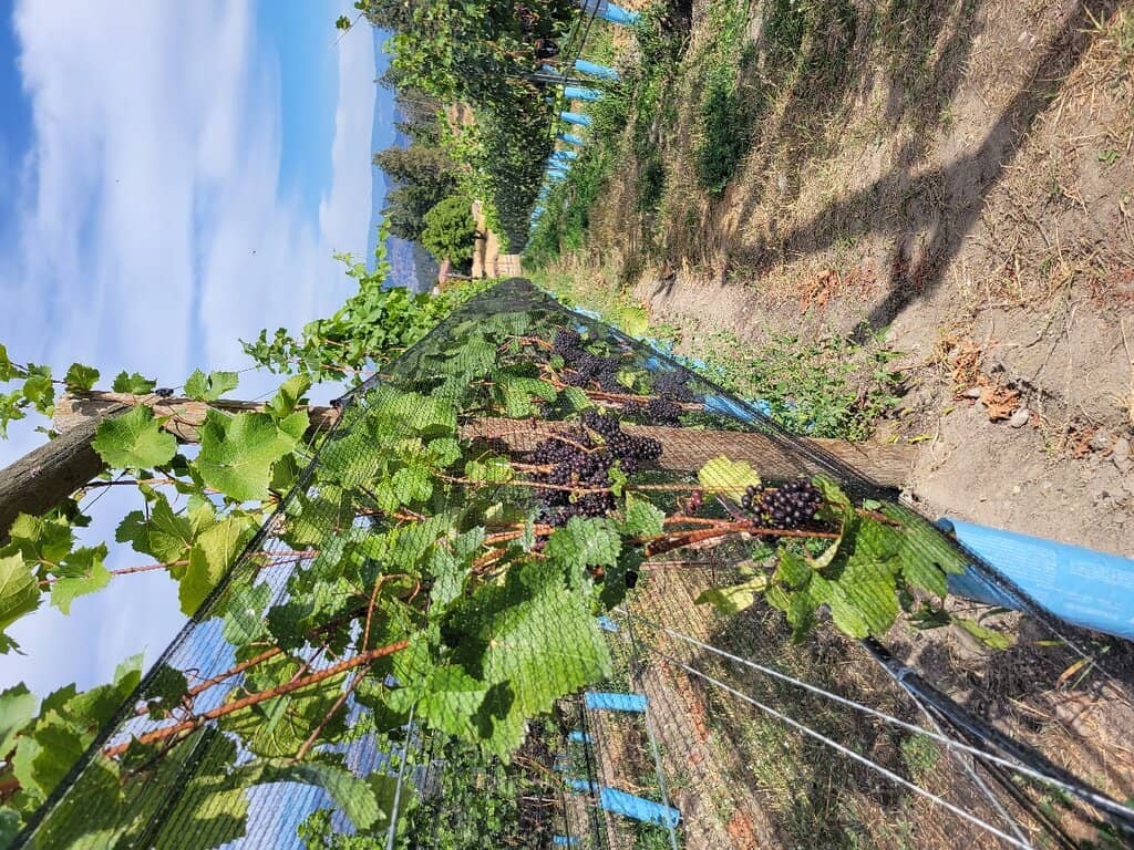 Exceptional White Wines