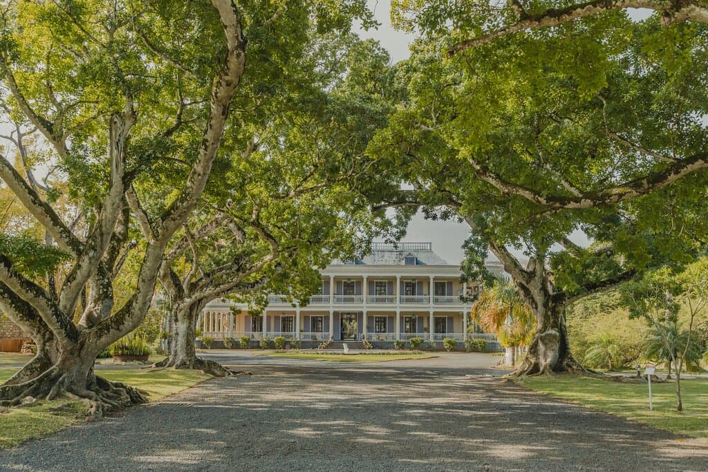 The alleyway to the Chateau lined with the giant Ficus trees.