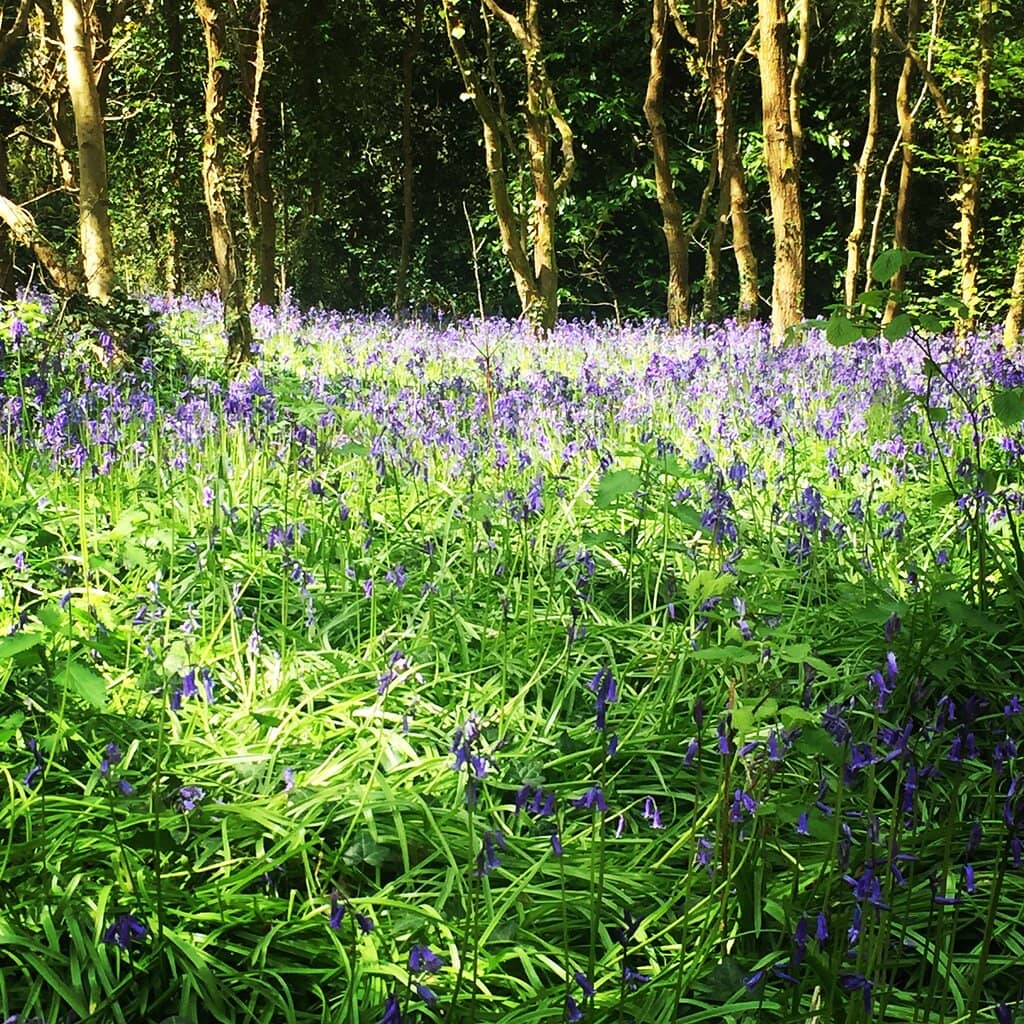 Children's Play Area & Fairy Garden