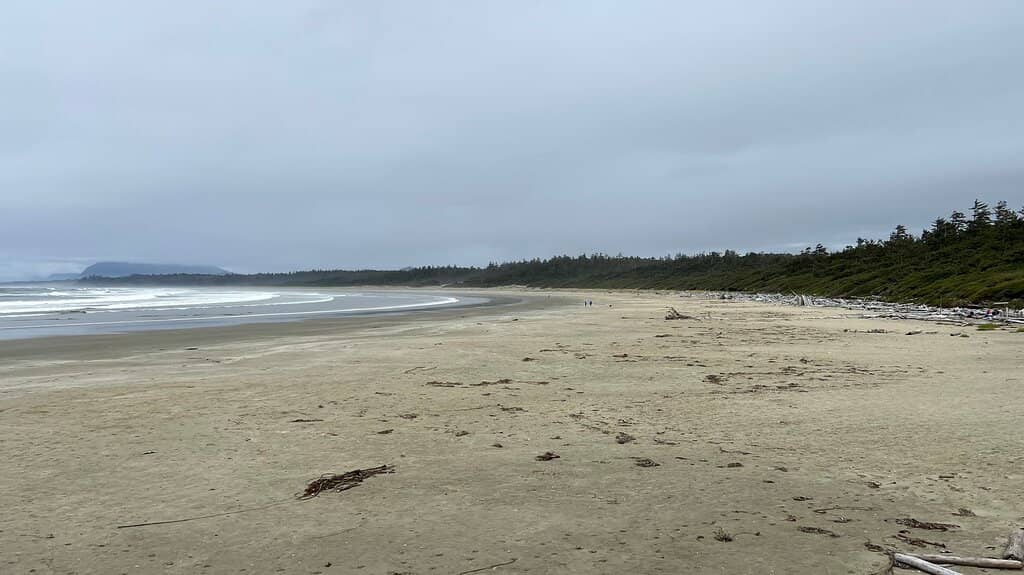 Driftwood Wonderland
