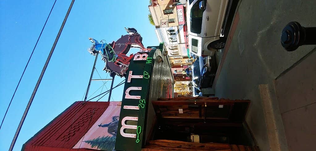 Taxidermy Collection