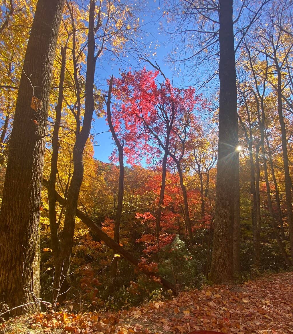 Forest Photography Opportunities