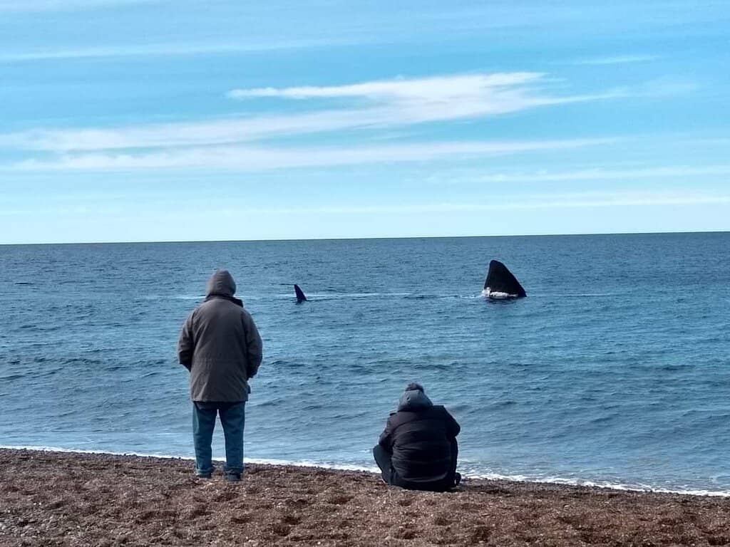 Shoreline Whale Watching