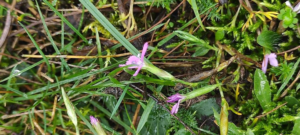 Free-Roaming Wildlife