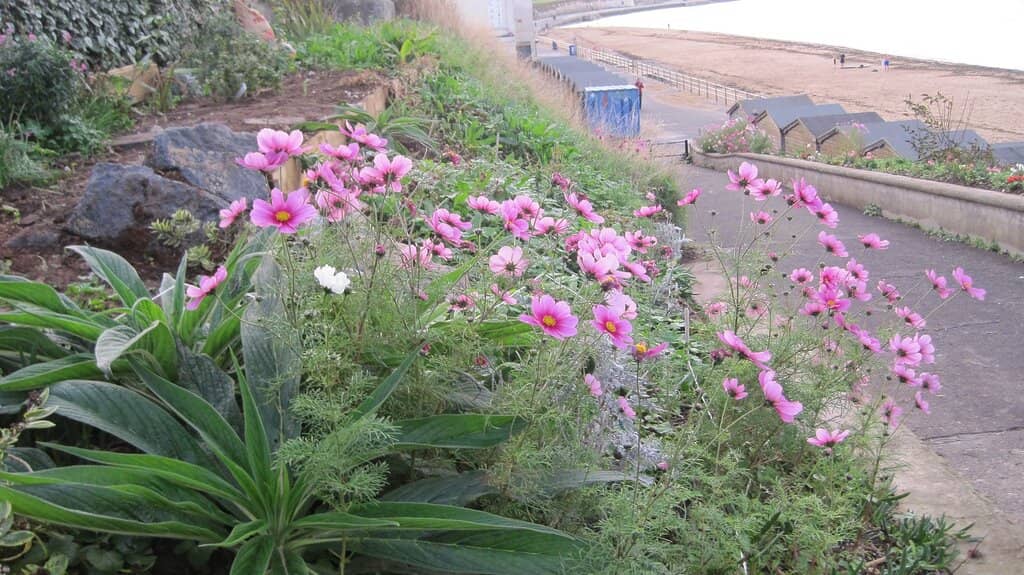 Coastal Walks