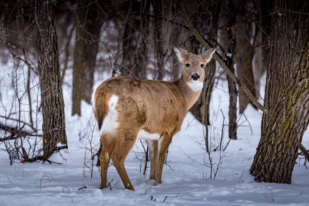 Assiniboine Park Zoo