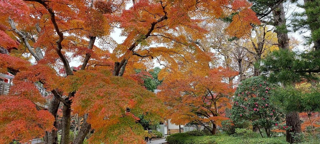 Peaceful Walking Paths