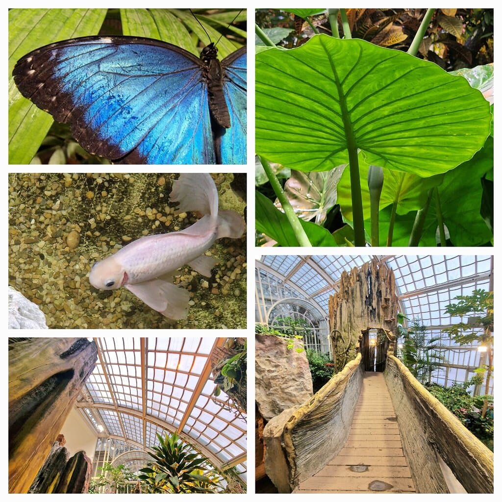 It is a wonderworld of free flying butterflies,walkways and waterfalls in one of the most beautiful Jugendstil palmhouses in Europe.