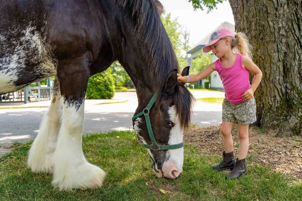 Equine Educational Presentations