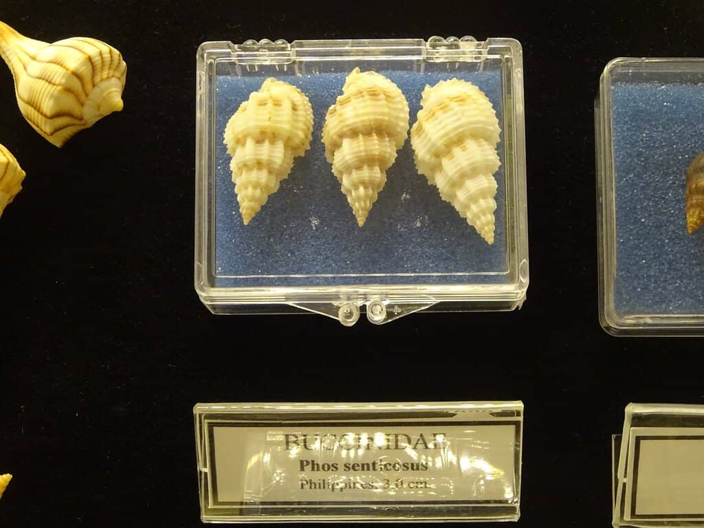 Hasan Güleşçi Seashell Collection