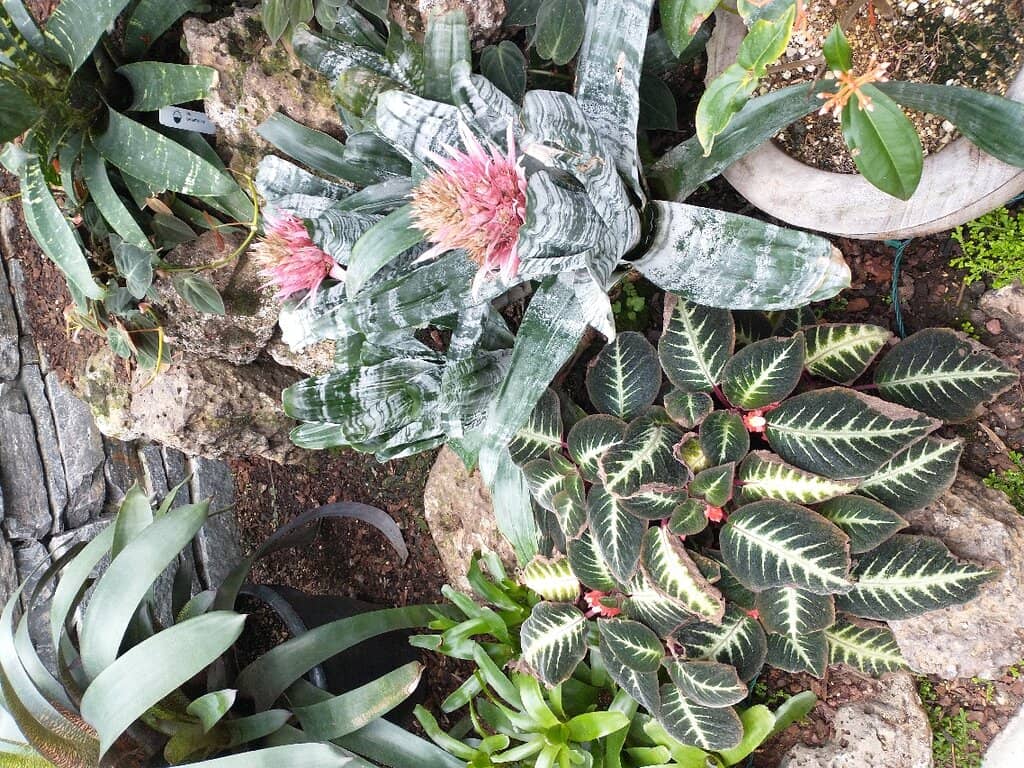 Tropical Plant Oasis