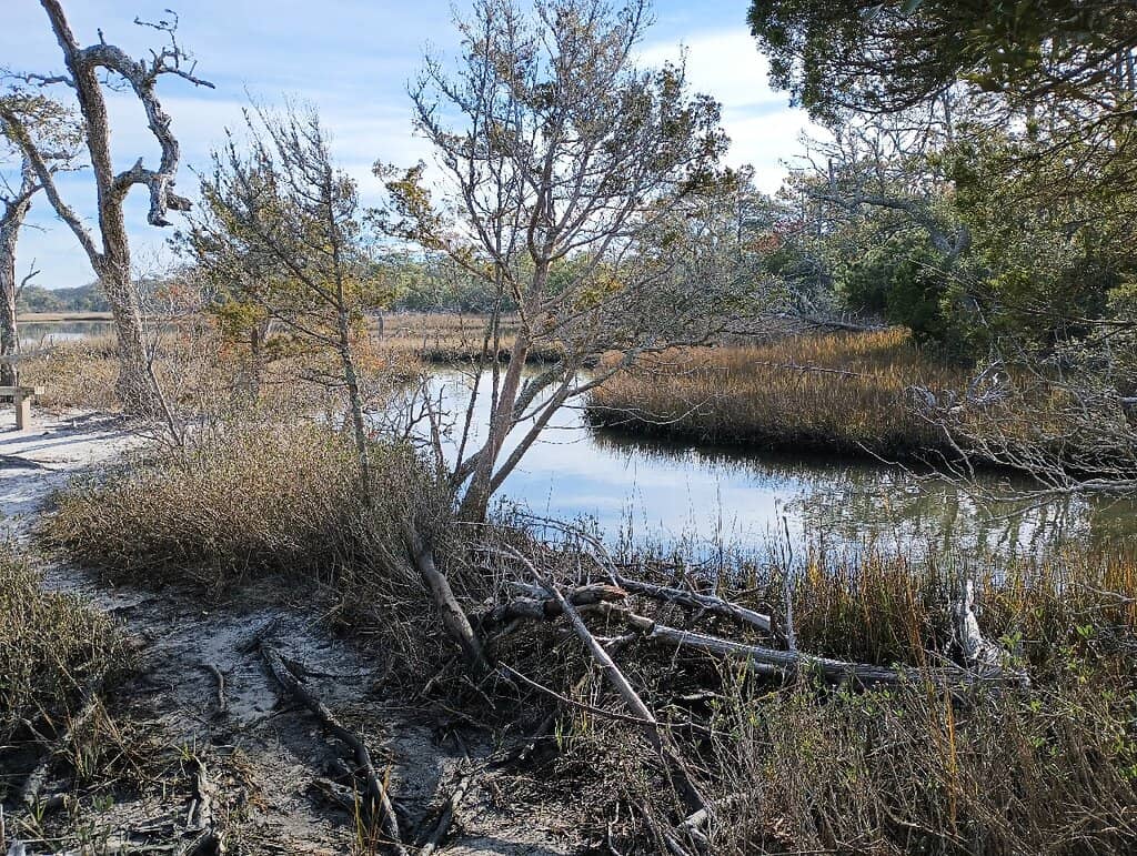 Wildlife Observation