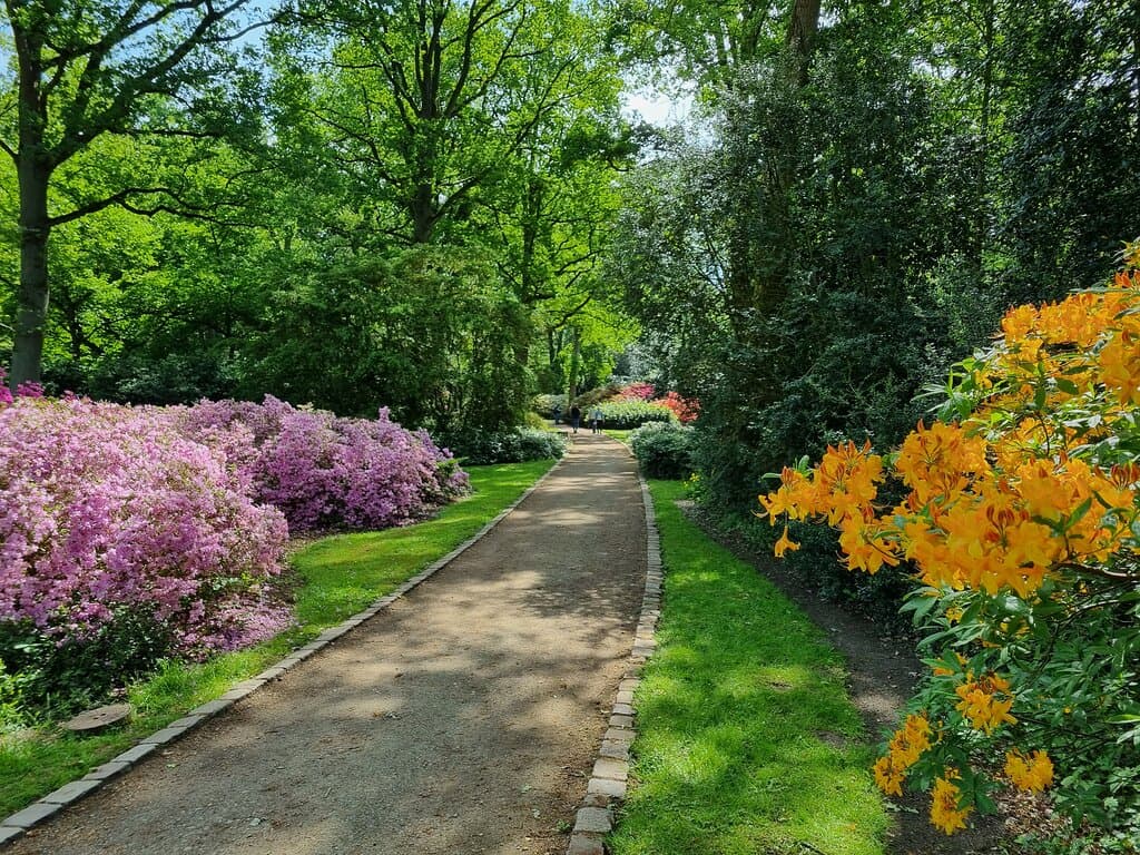 Blütenmeer im Rhododendron-Park