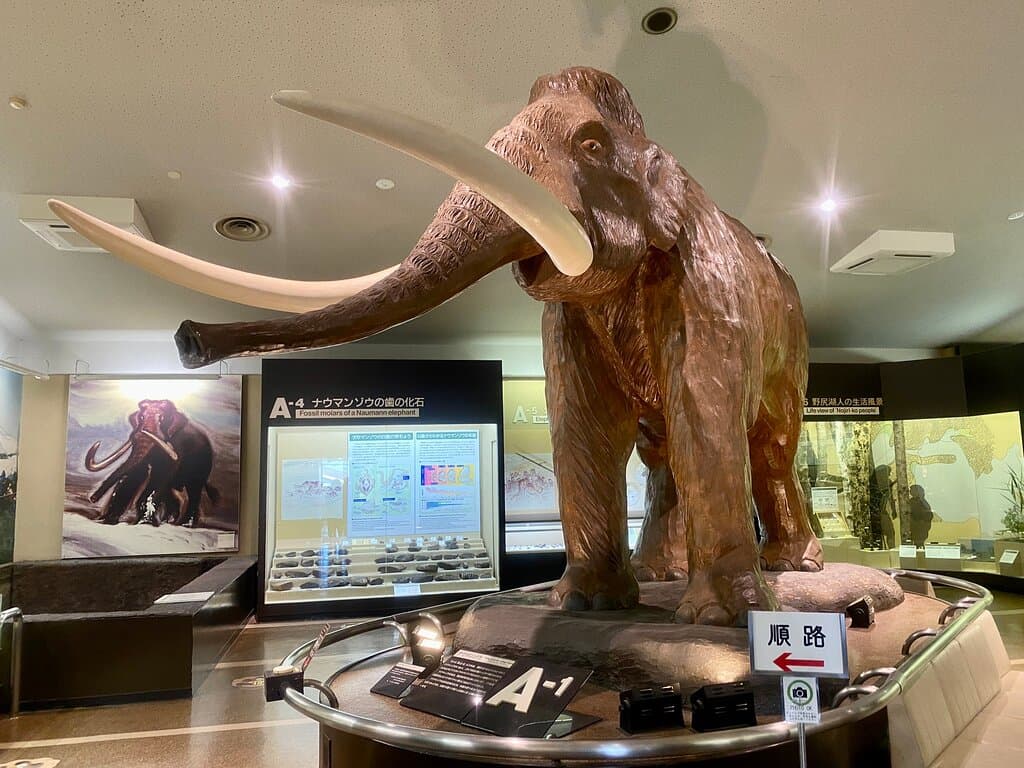 Nojiri Naumann Elephant Museum