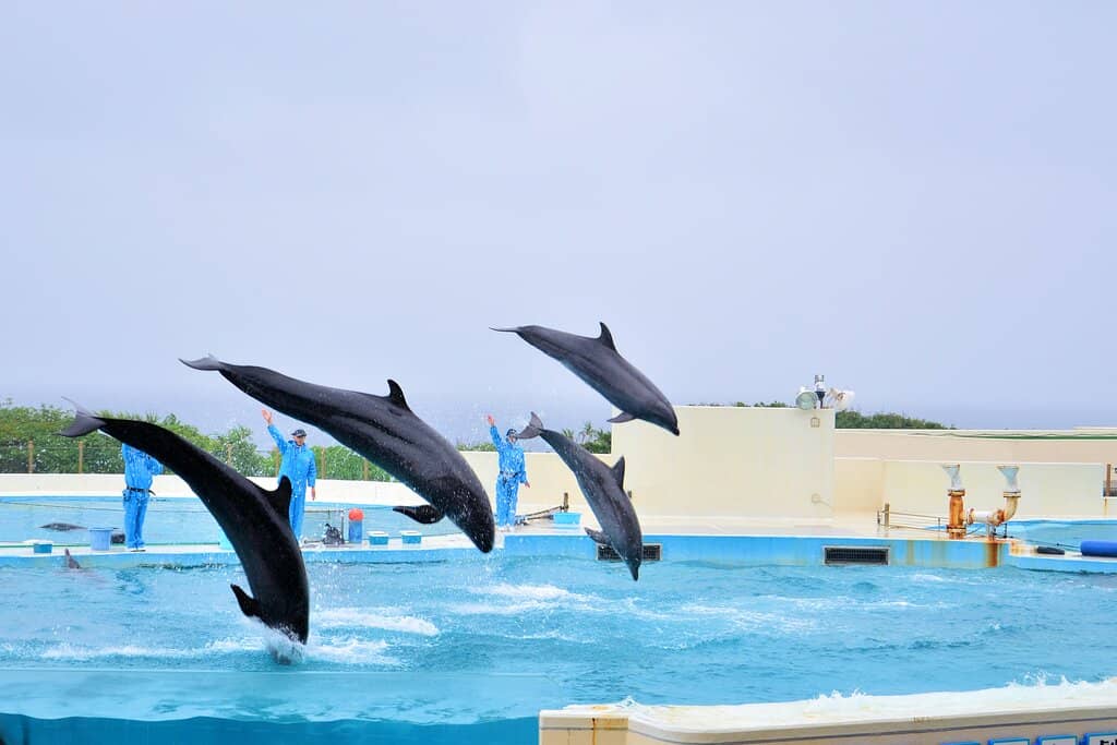 Dolphin Show Extravaganza
